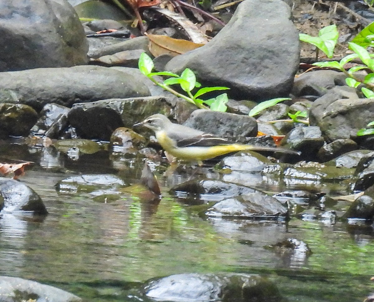 Gray Wagtail - ML622765467
