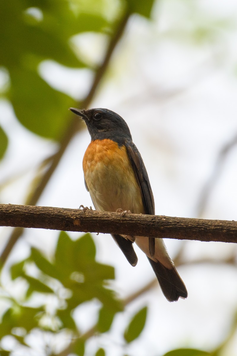 Blue-throated Flycatcher - ML622765509