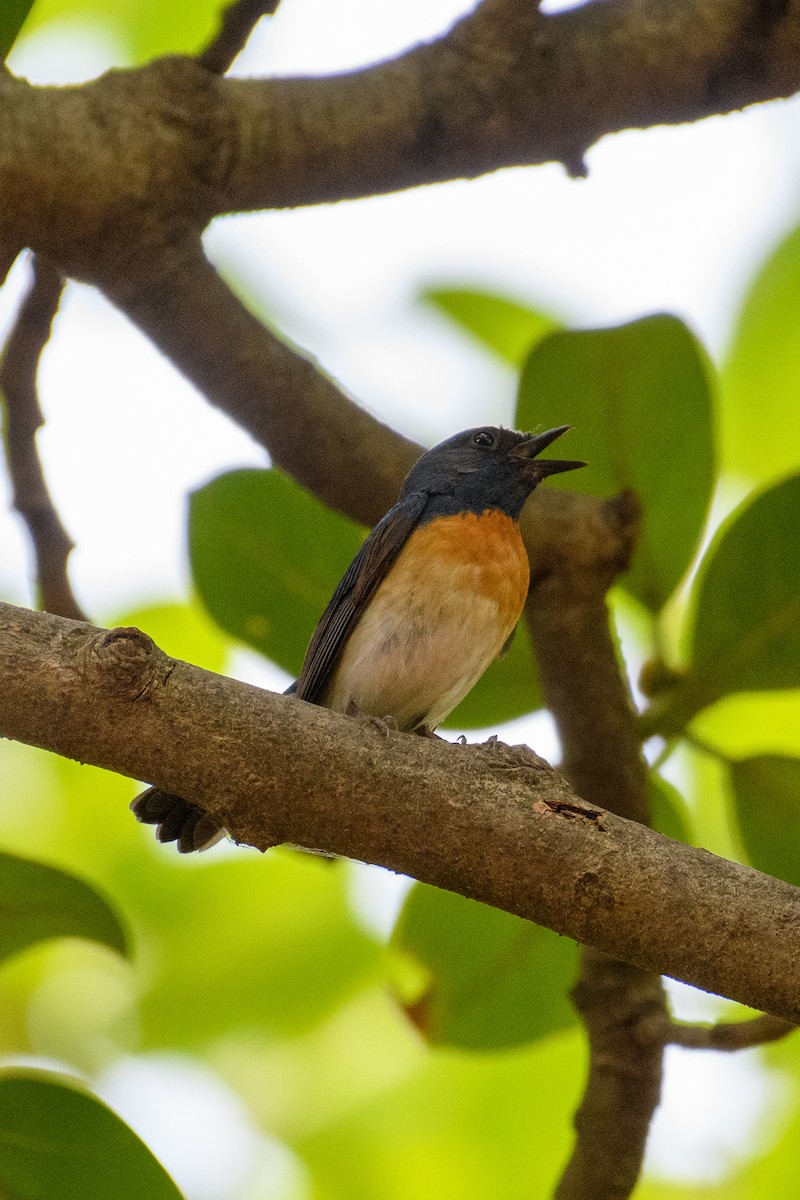 Blue-throated Flycatcher - ML622765510