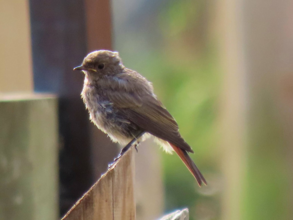 Black Redstart - ML622765709