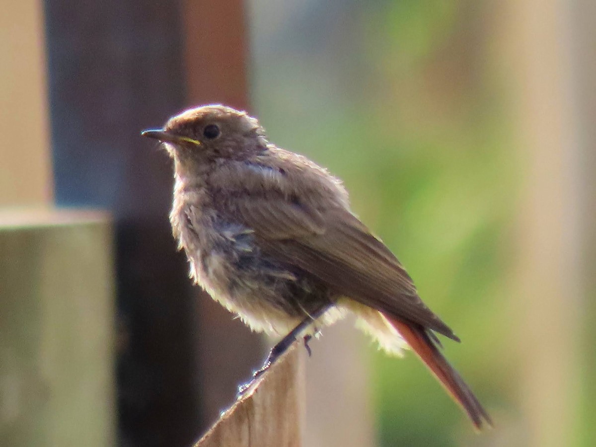 Black Redstart - ML622765712