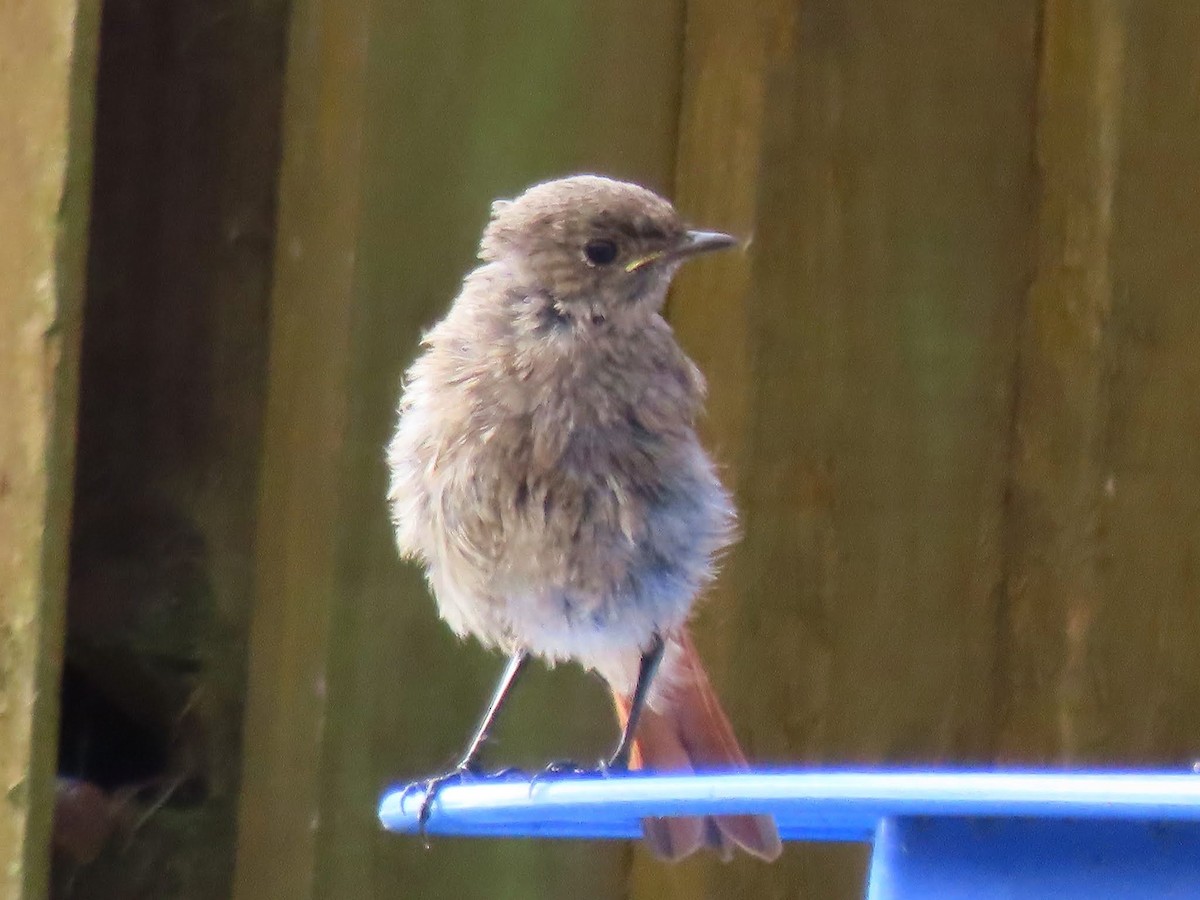 Black Redstart - ML622765716