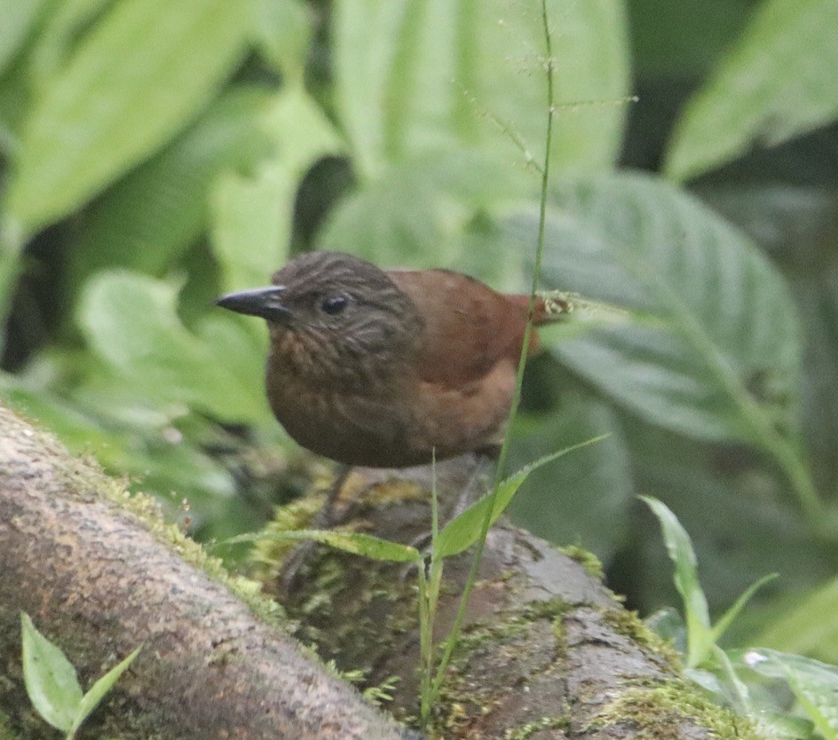 Streak-capped Treehunter - ML622765735