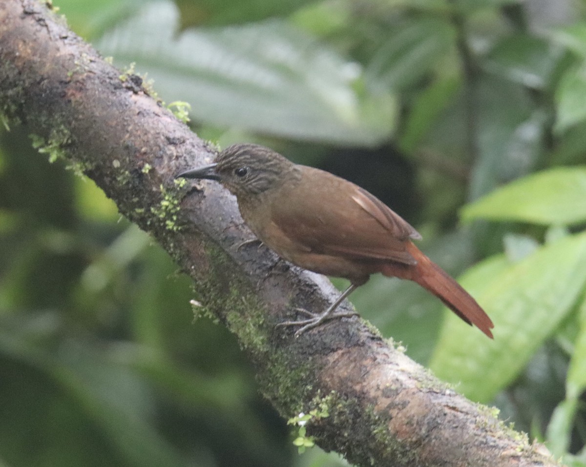 Streak-capped Treehunter - ML622765752