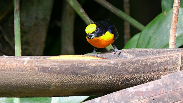 Thick-billed Euphonia (Black-tailed) - ML622765767