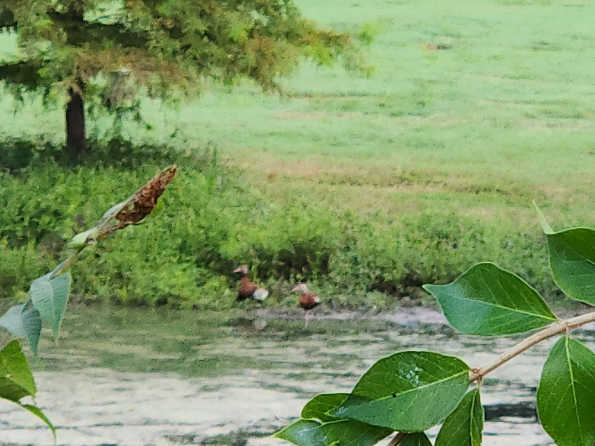 Black-bellied Whistling-Duck - ML622765770