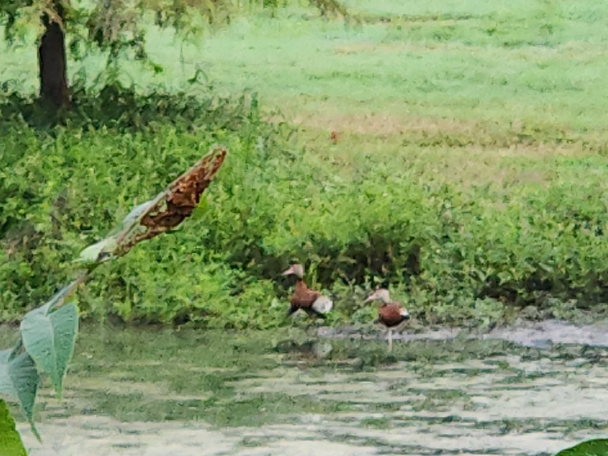 Black-bellied Whistling-Duck - ML622765771
