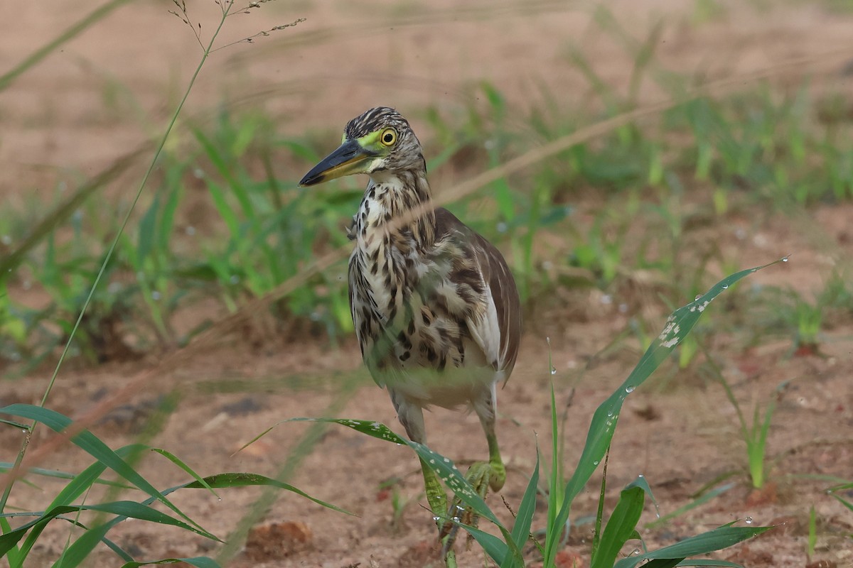 Chinese Pond-Heron - ML622765793