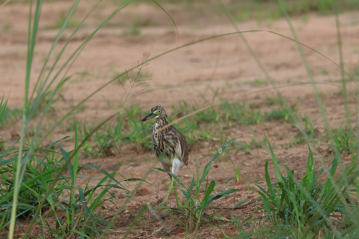 Chinese Pond-Heron - ML622765794