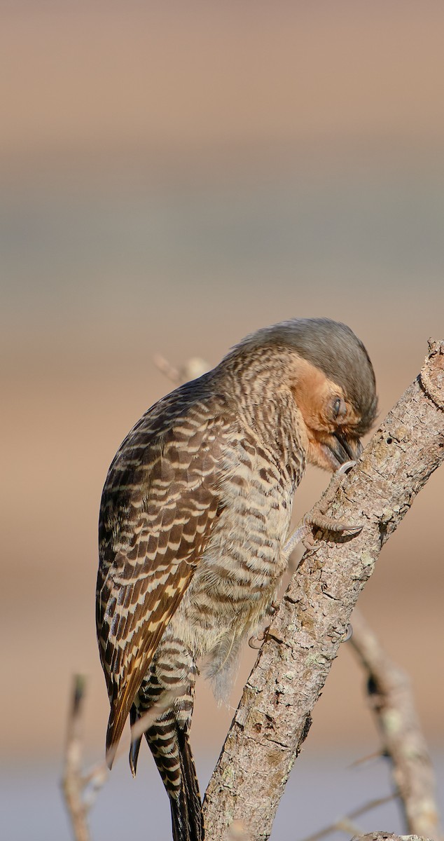 Chilean Flicker - ML622765830