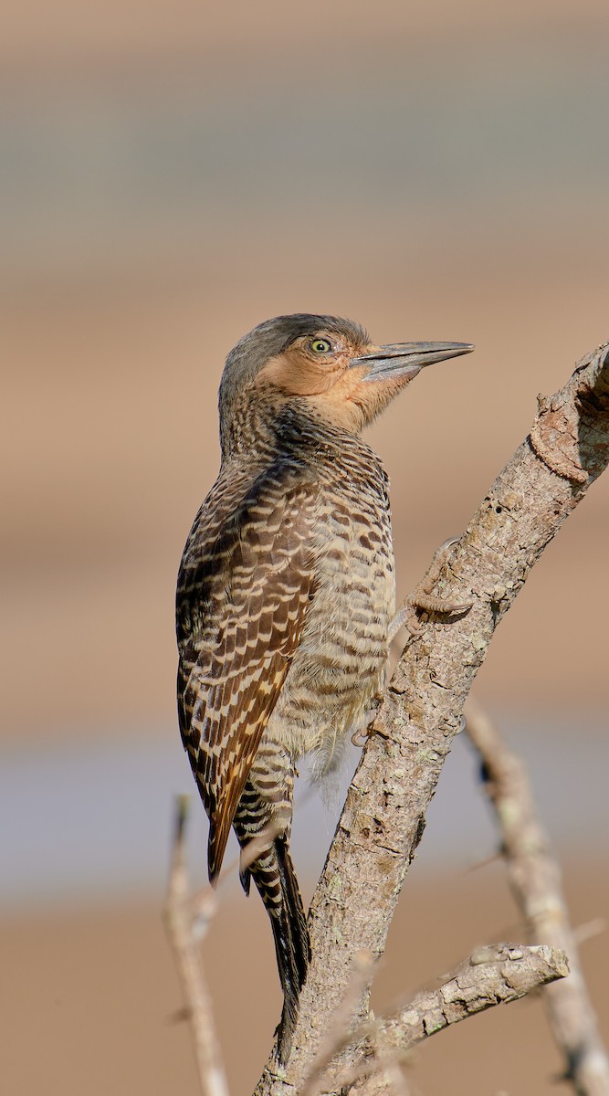 Chilean Flicker - ML622765831