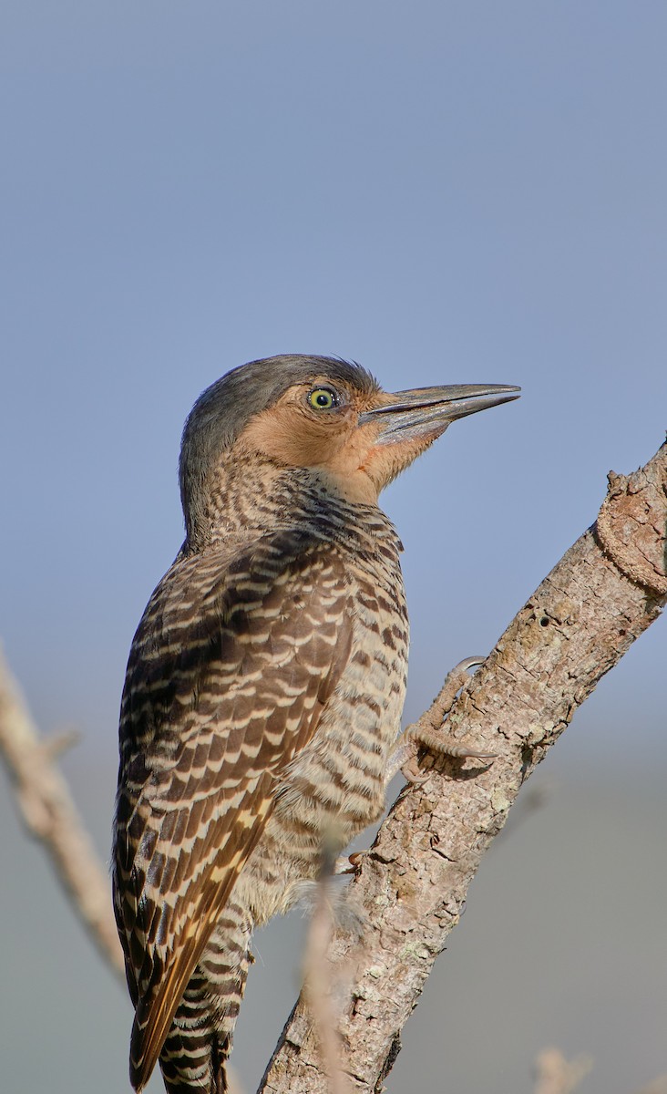 Chilean Flicker - ML622765832