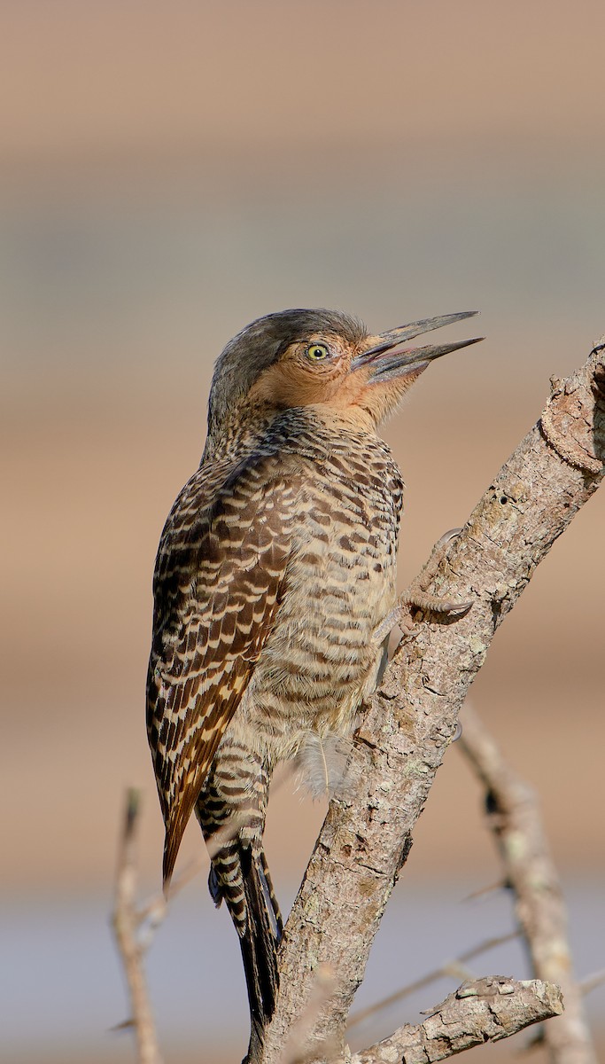 Chilean Flicker - ML622765833