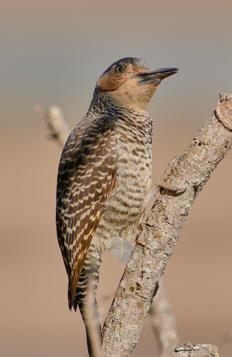 Chilean Flicker - ML622765834