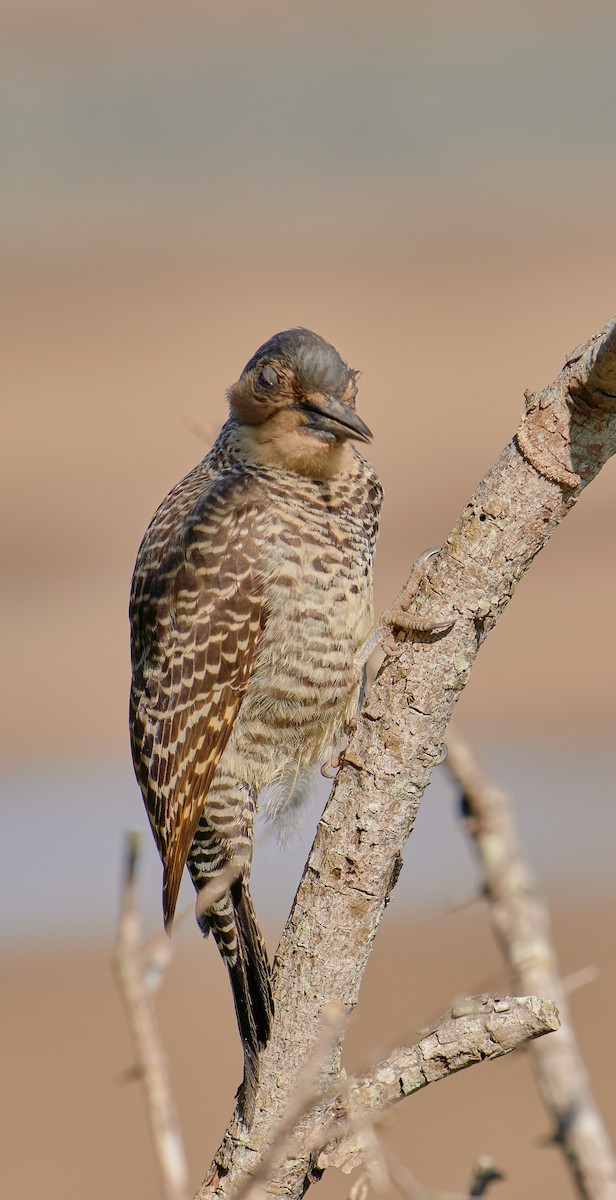 Chilean Flicker - ML622765835