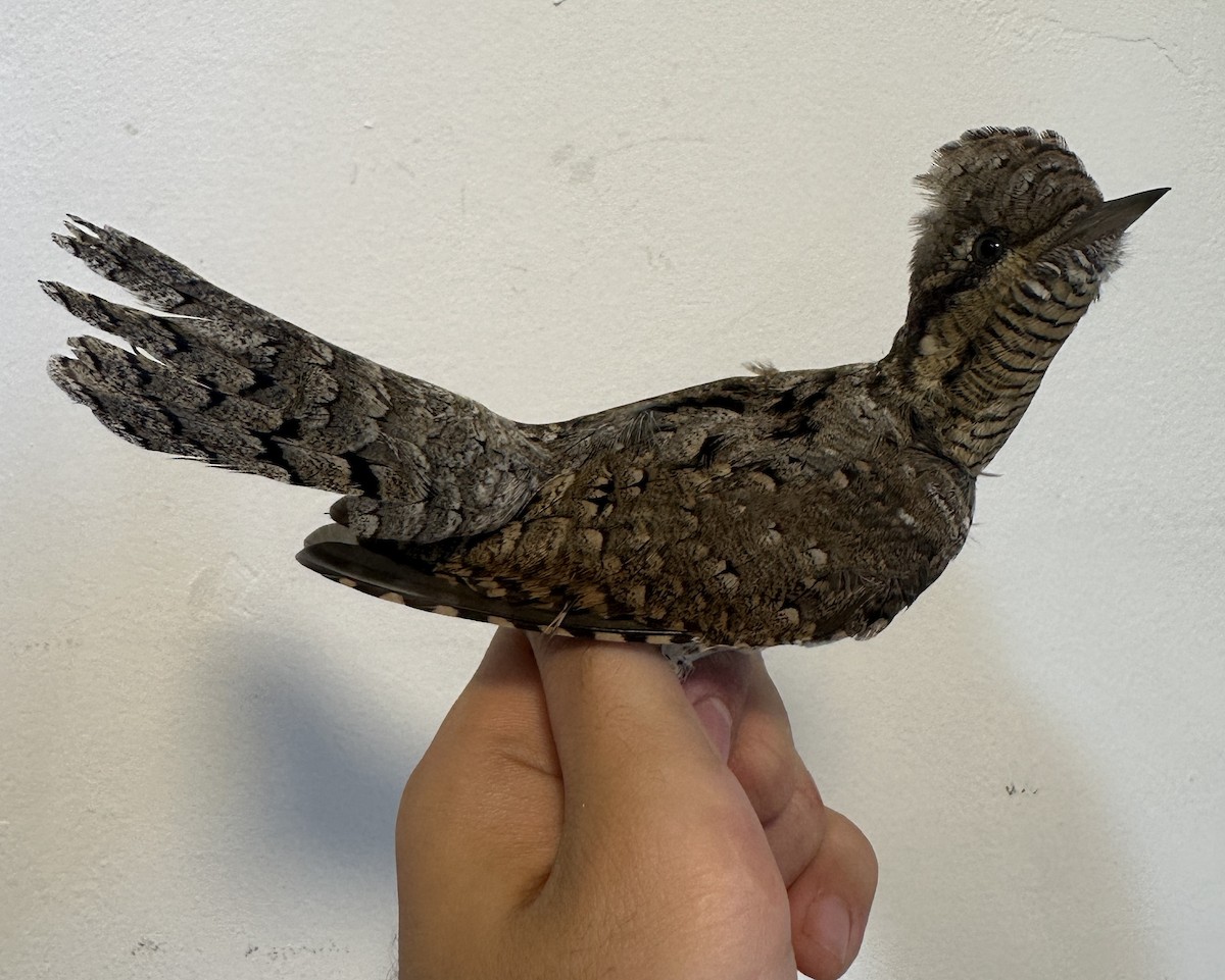 Eurasian Wryneck - ML622765889