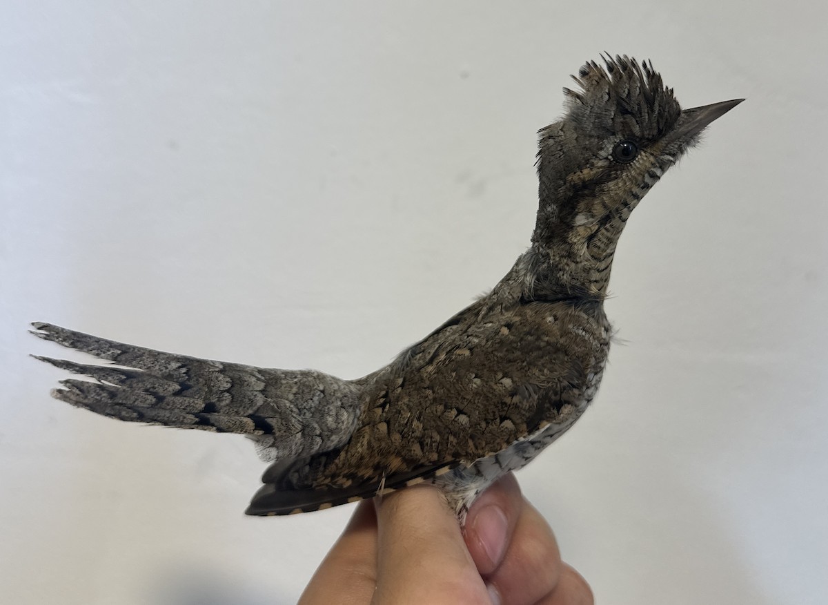 Eurasian Wryneck - ML622765891