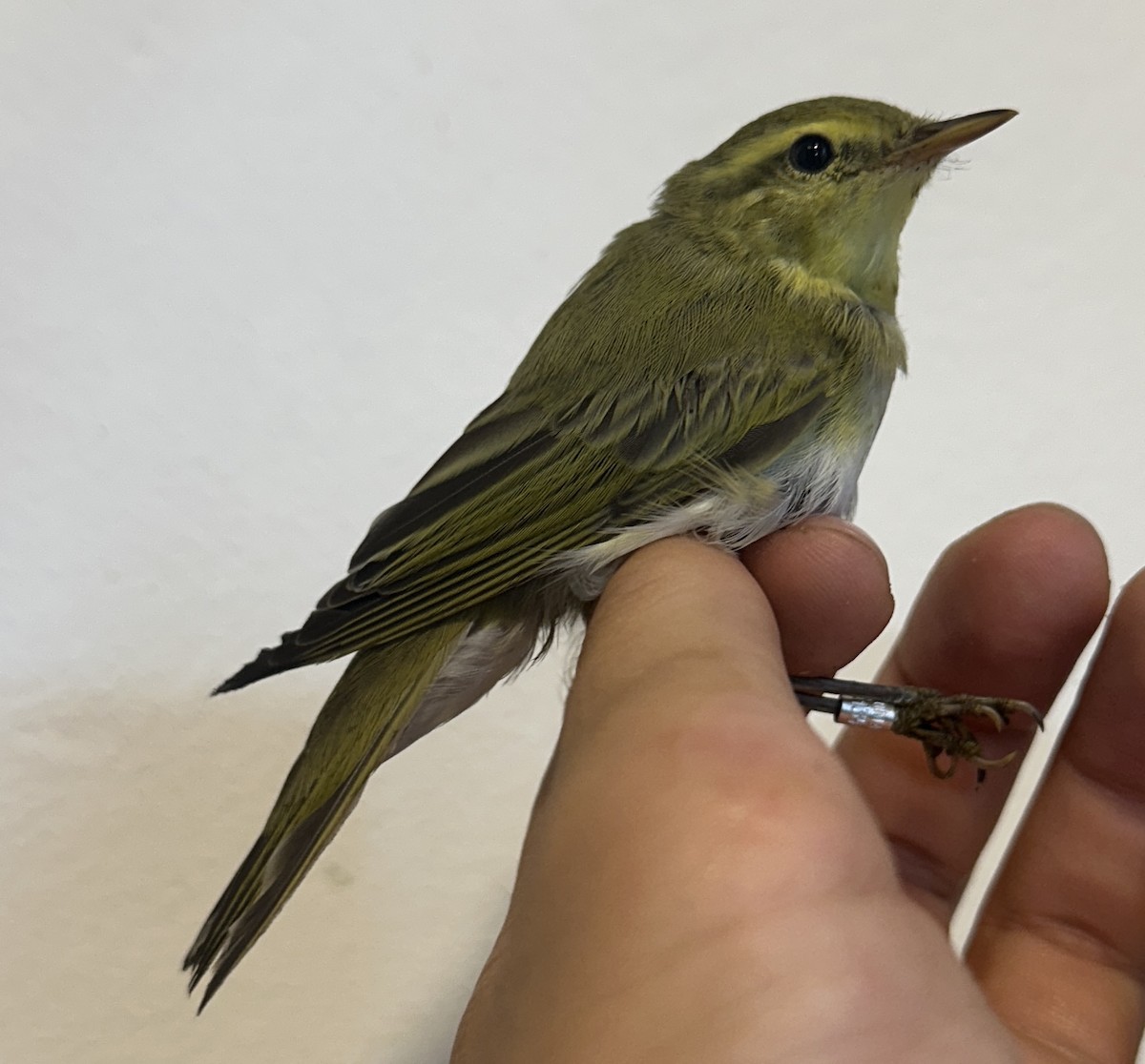 Wood Warbler - Cotoara Andrei