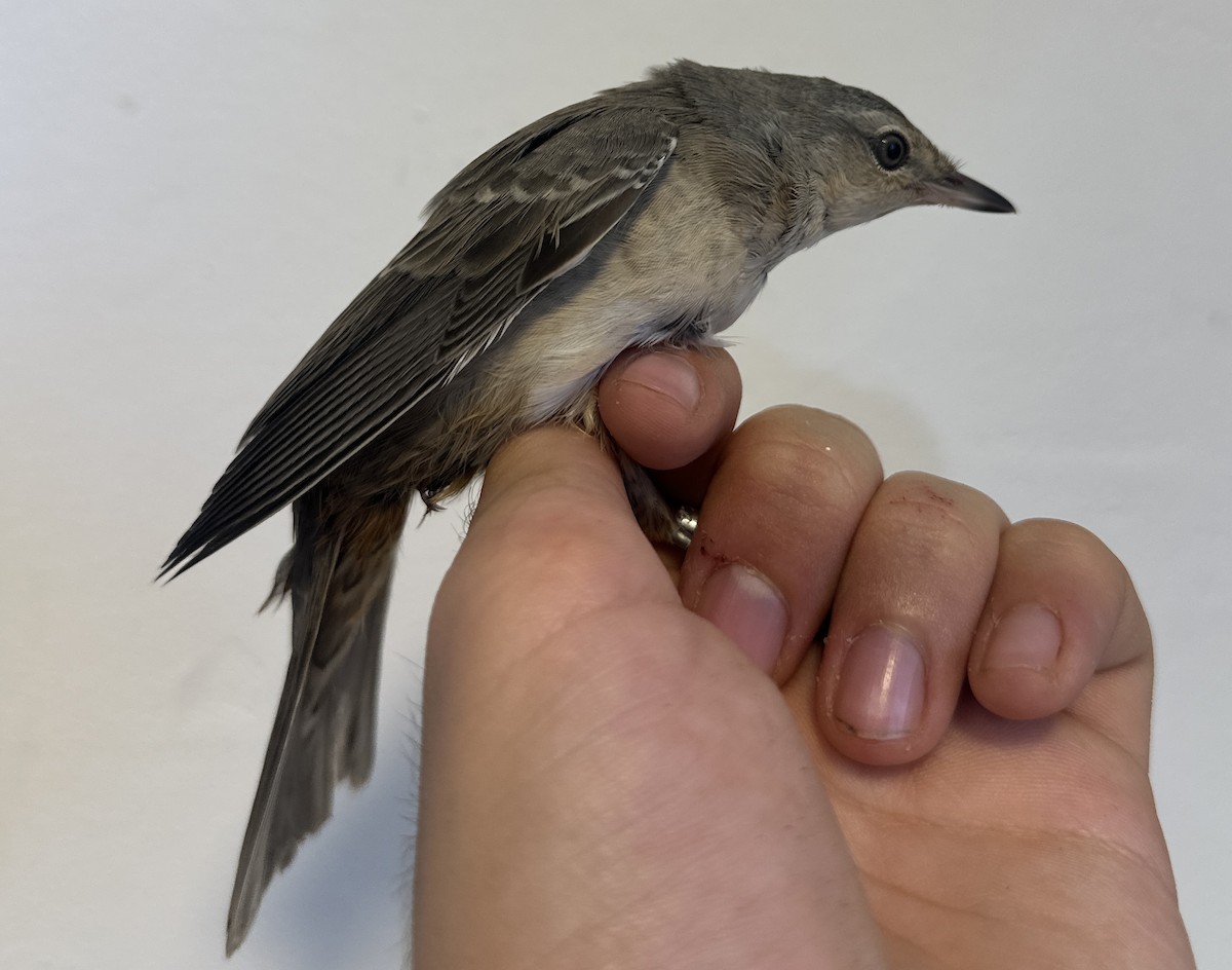 Barred Warbler - ML622765902