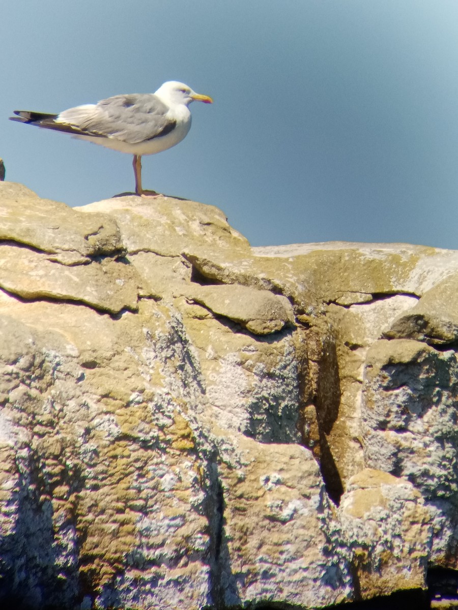 Yellow-legged Gull - ML622765908