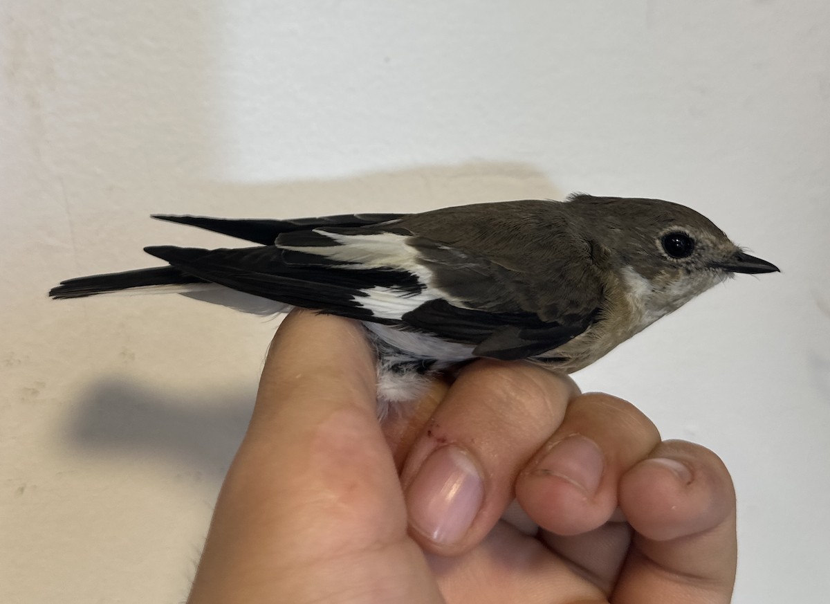 Collared Flycatcher - Cotoara Andrei