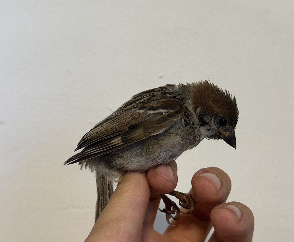 Eurasian Tree Sparrow - ML622765932