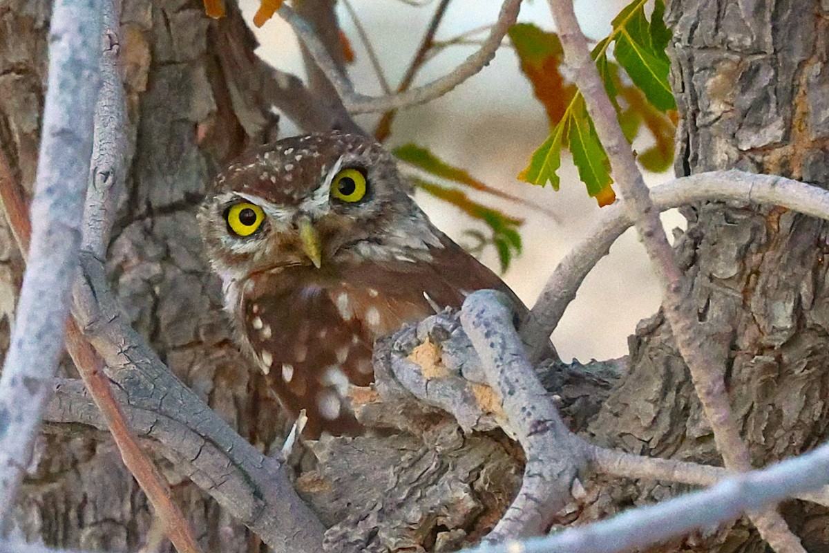 Little Owl - ML622765935