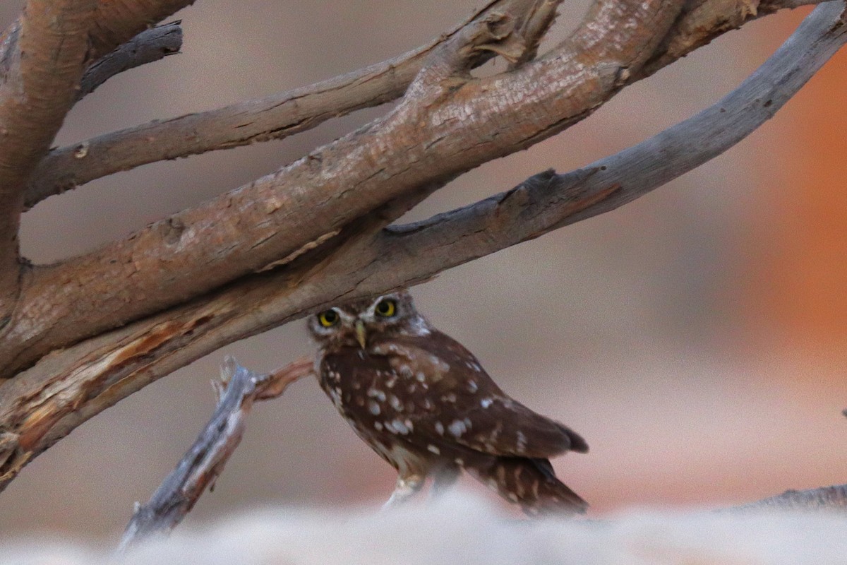 Little Owl - ML622765936