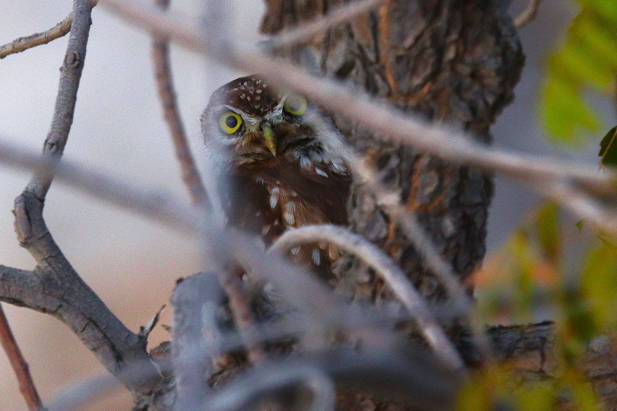 Little Owl - ML622765937