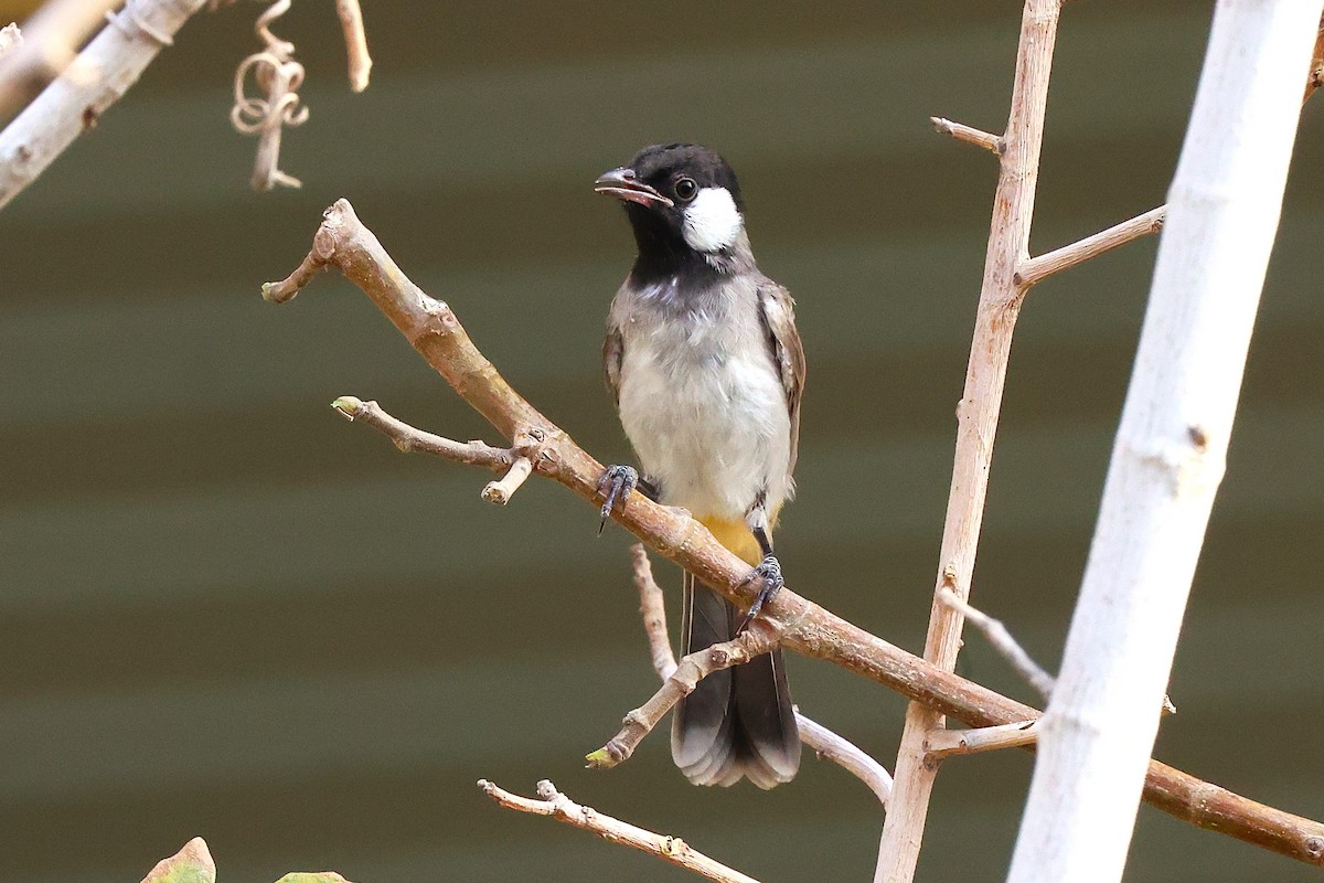 White-eared Bulbul - ML622765946