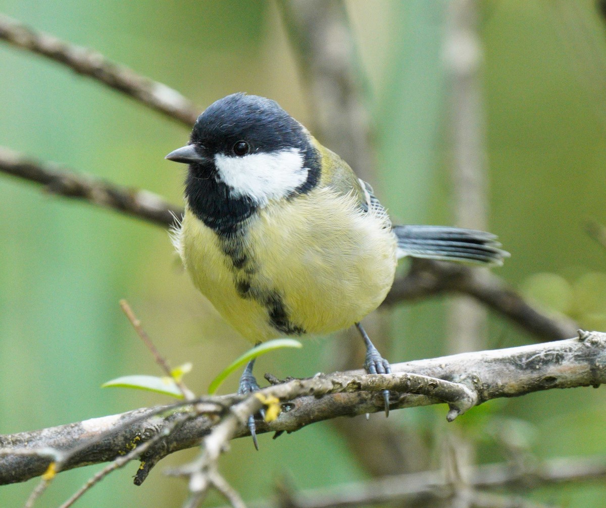 Great Tit - ML622765957