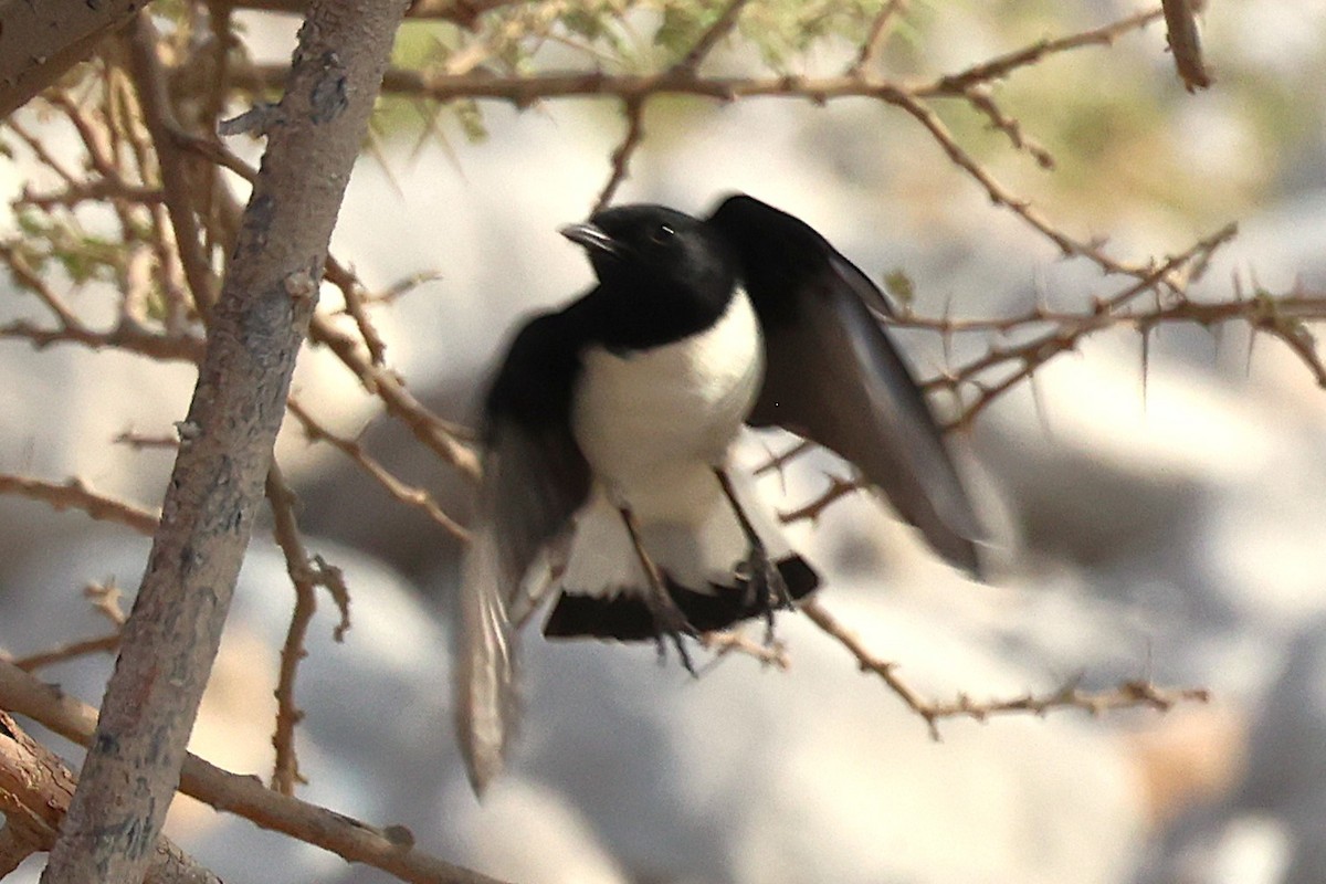 Hume's Wheatear - ML622765960