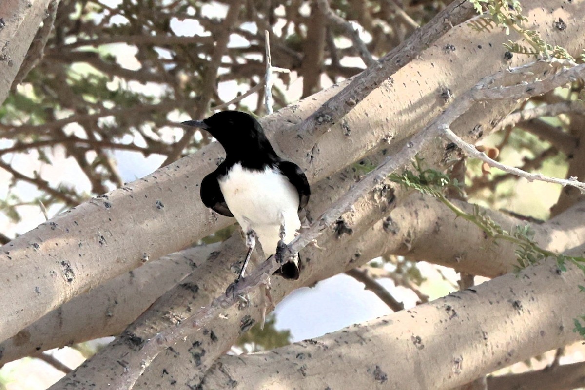 Hume's Wheatear - ML622765961