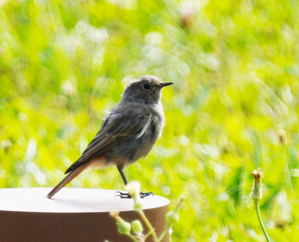 Black Redstart - ML622765962