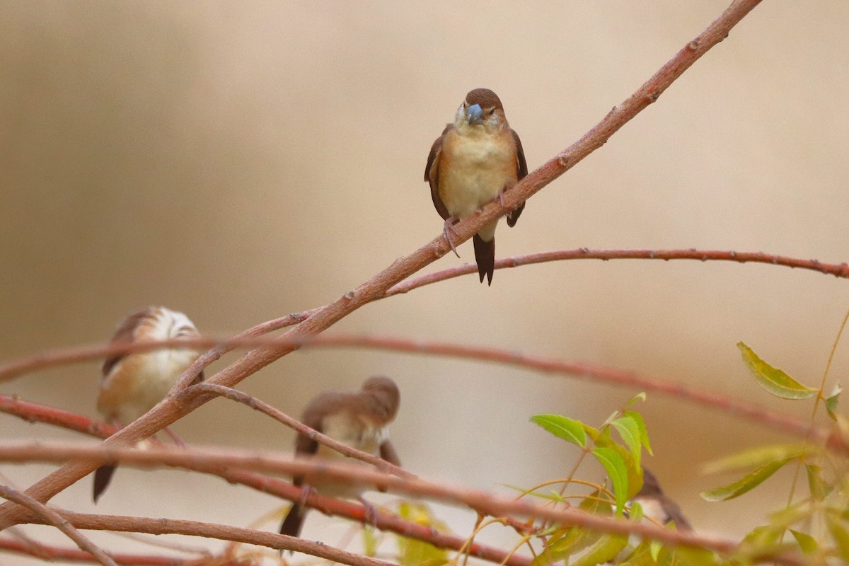 Indian Silverbill - ML622765968