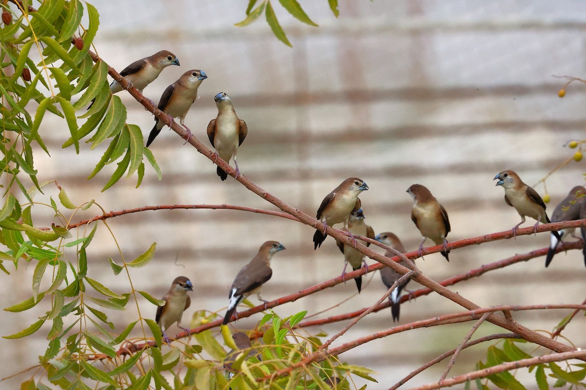 Indian Silverbill - Sunil Zaveri