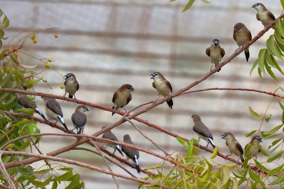 Indian Silverbill - ML622765970