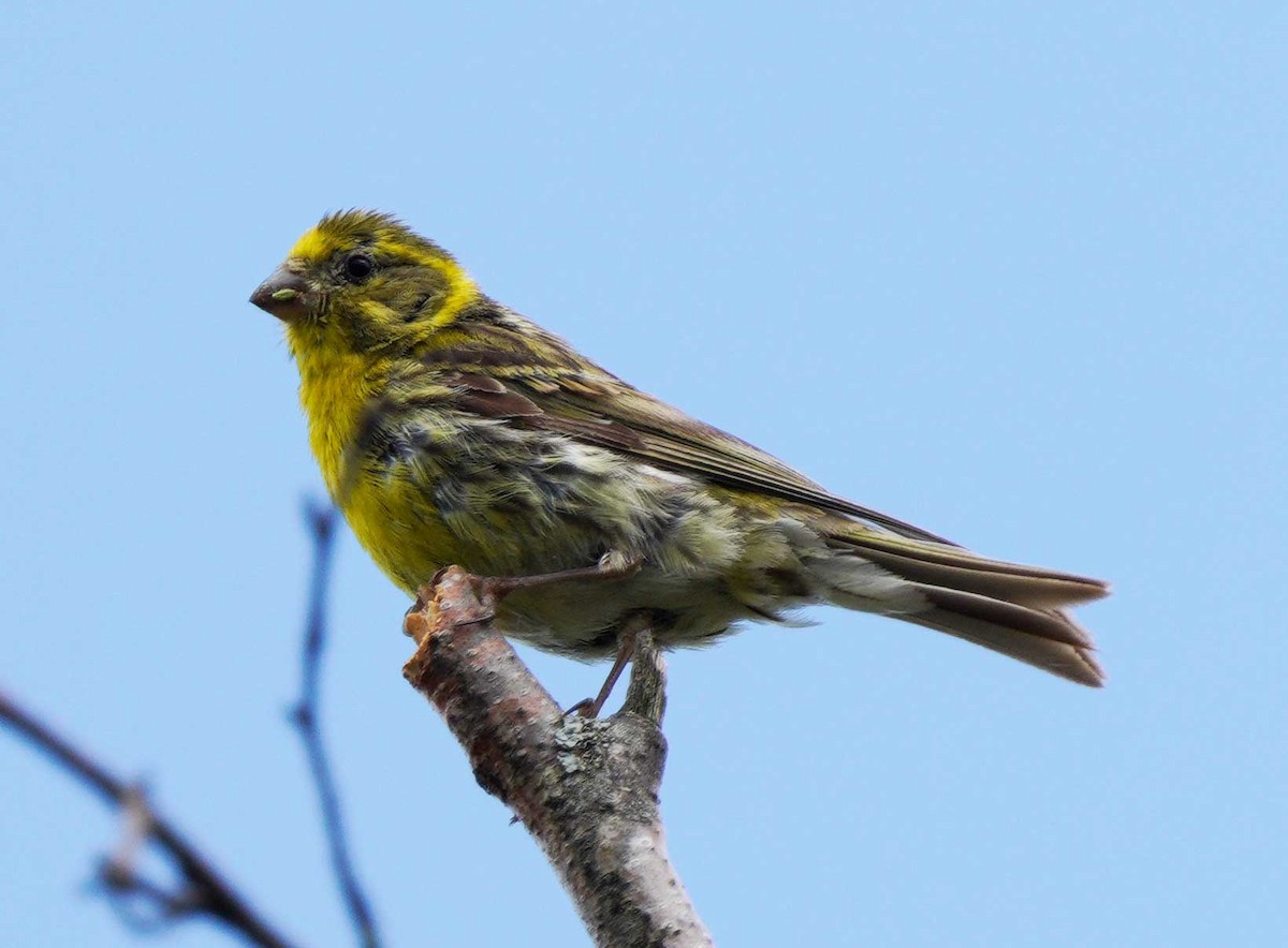 European Serin - ML622765977