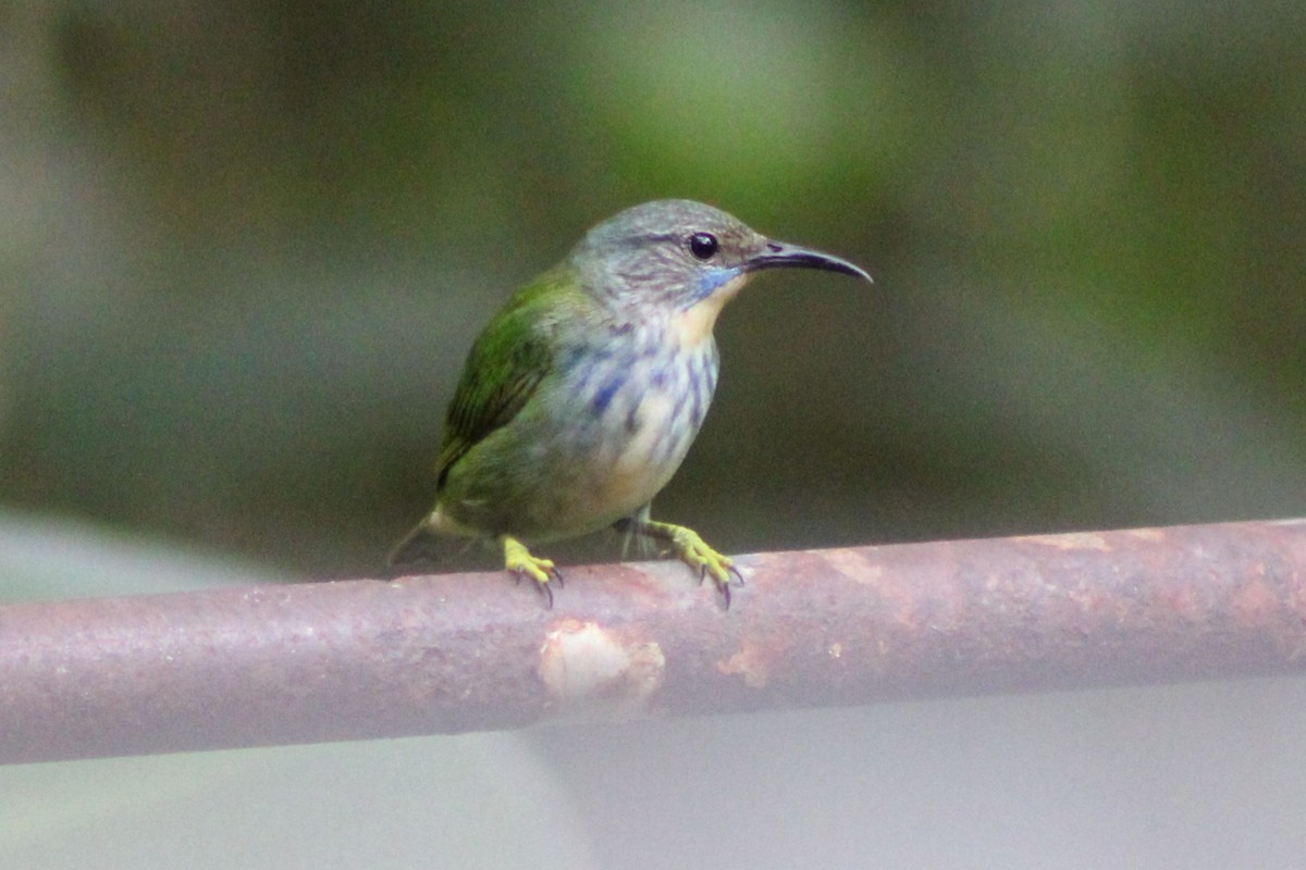 Shining Honeycreeper - Tommy DeBardeleben