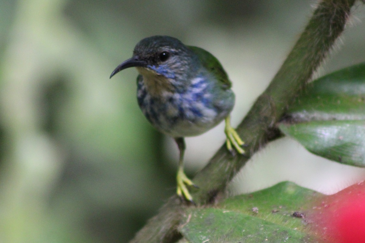 Shining Honeycreeper - Tommy DeBardeleben