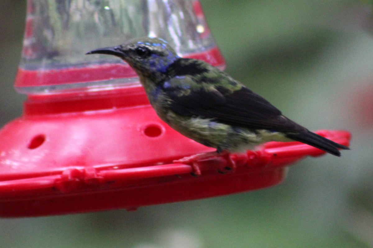 Red-legged Honeycreeper - Tommy DeBardeleben