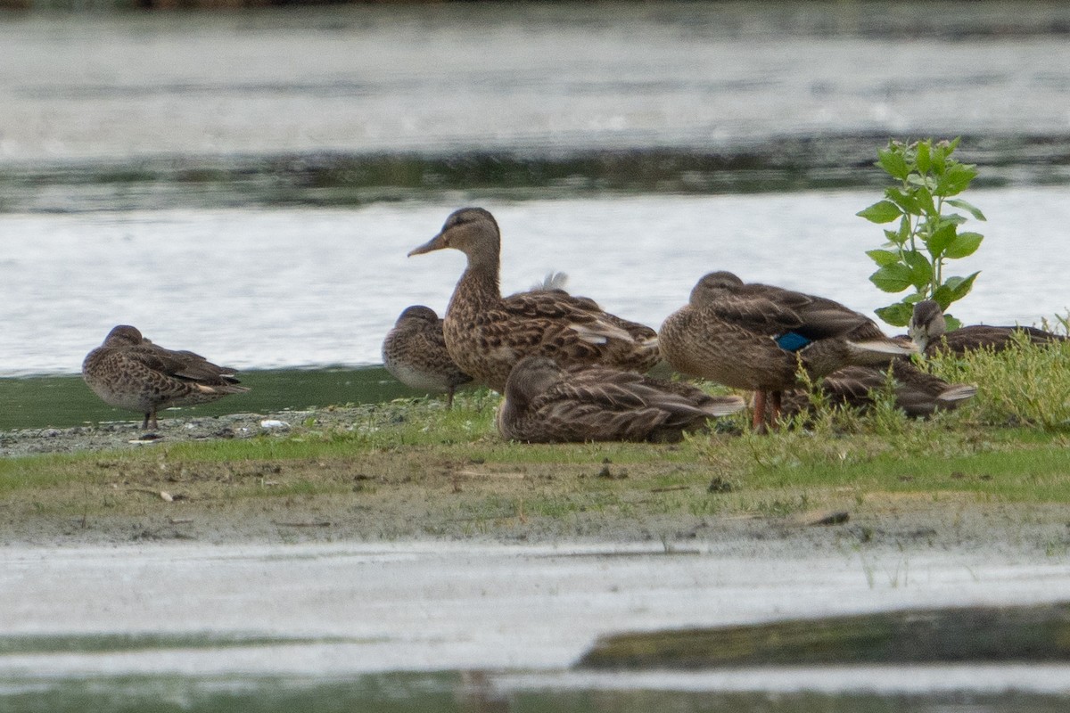 Green-winged Teal - ML622766024