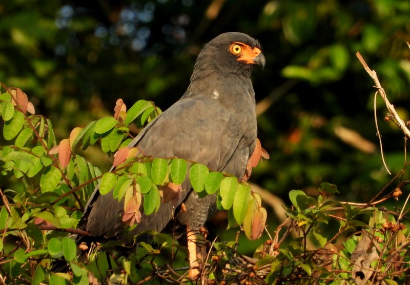 Slate-colored Hawk - Otto Valerio   Amazonas Birding