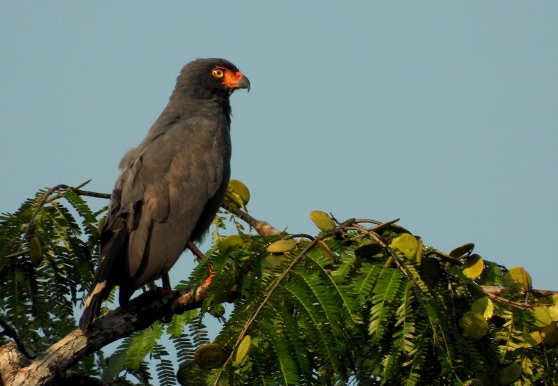 Slate-colored Hawk - ML622766099