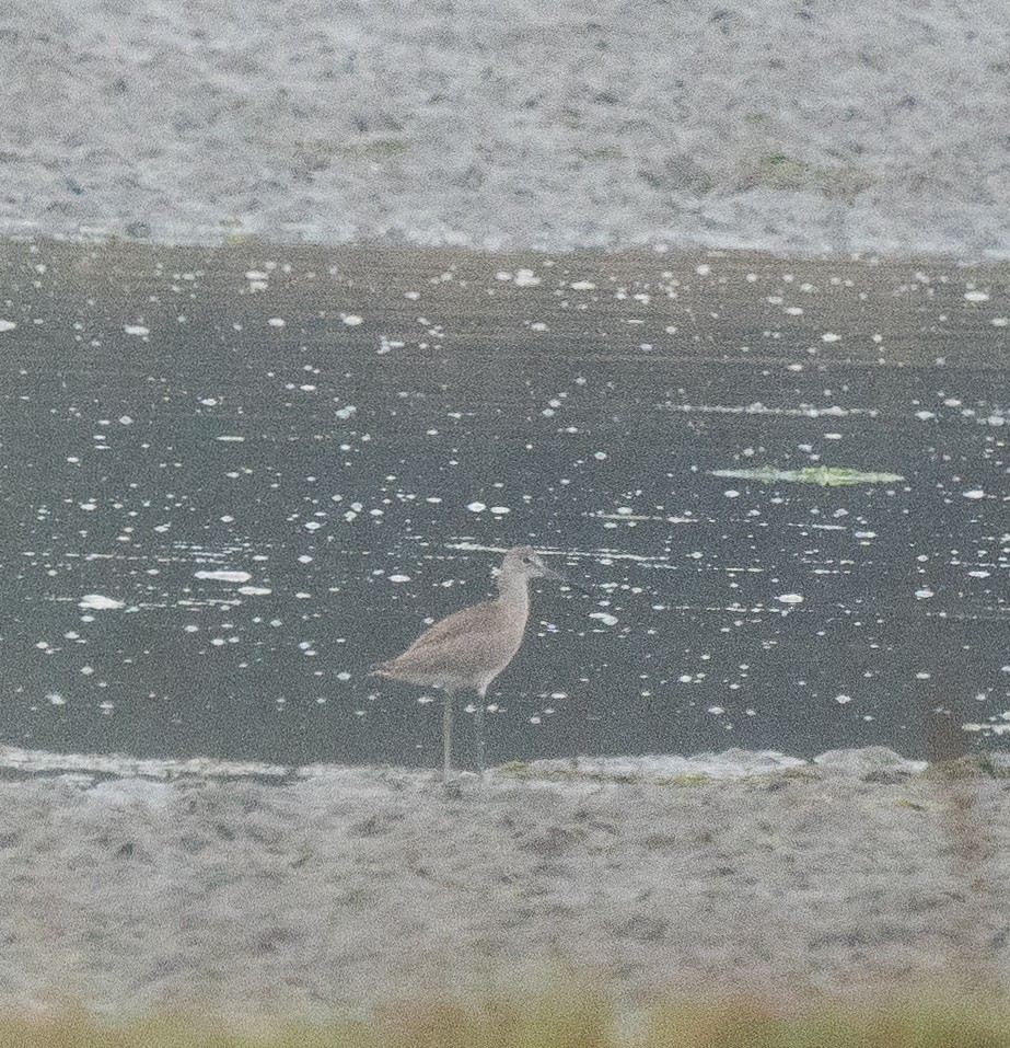 vodouš břehoušovitý - ML622766128