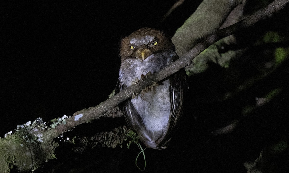 Flores Scops-Owl - ML622766141