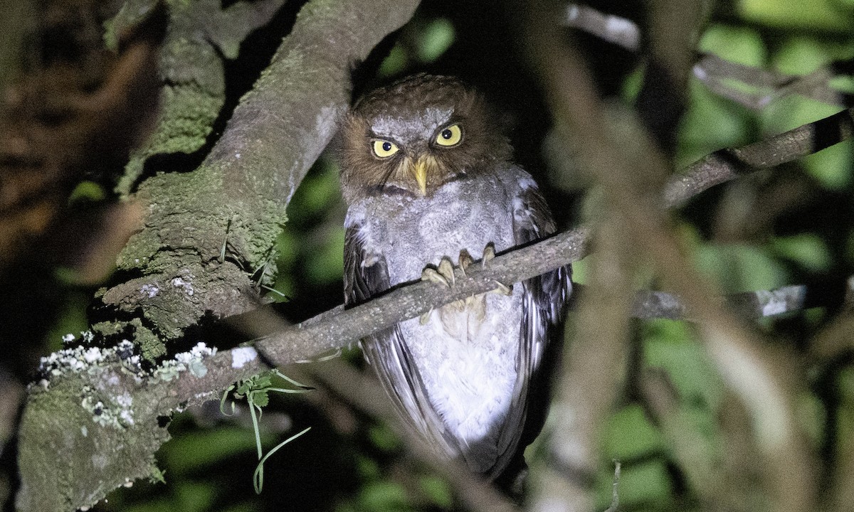 Flores Scops-Owl - ML622766142