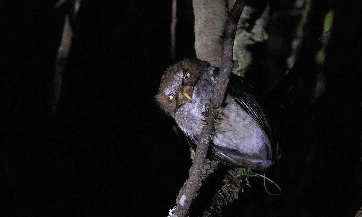 Flores Scops-Owl - ML622766143