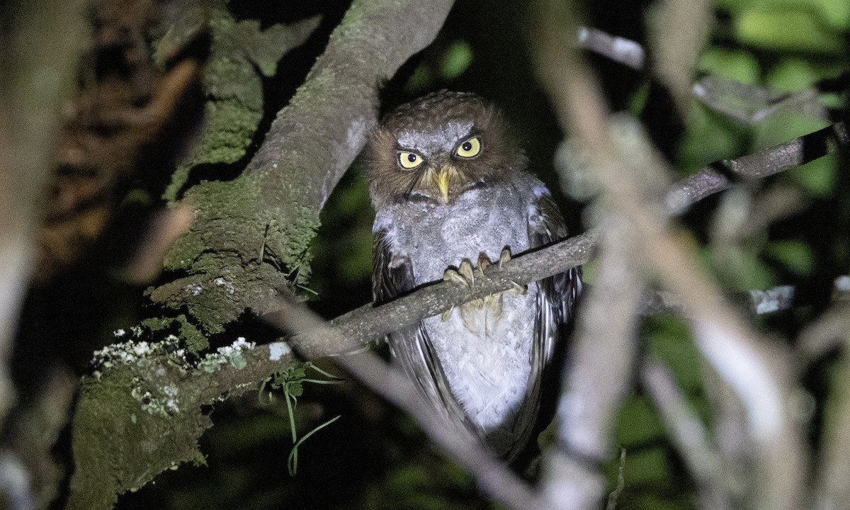 Flores Scops-Owl - ML622766145