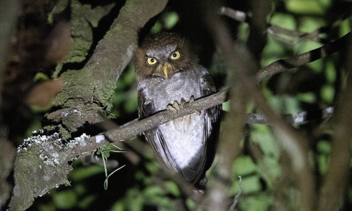 Flores Scops-Owl - ML622766146